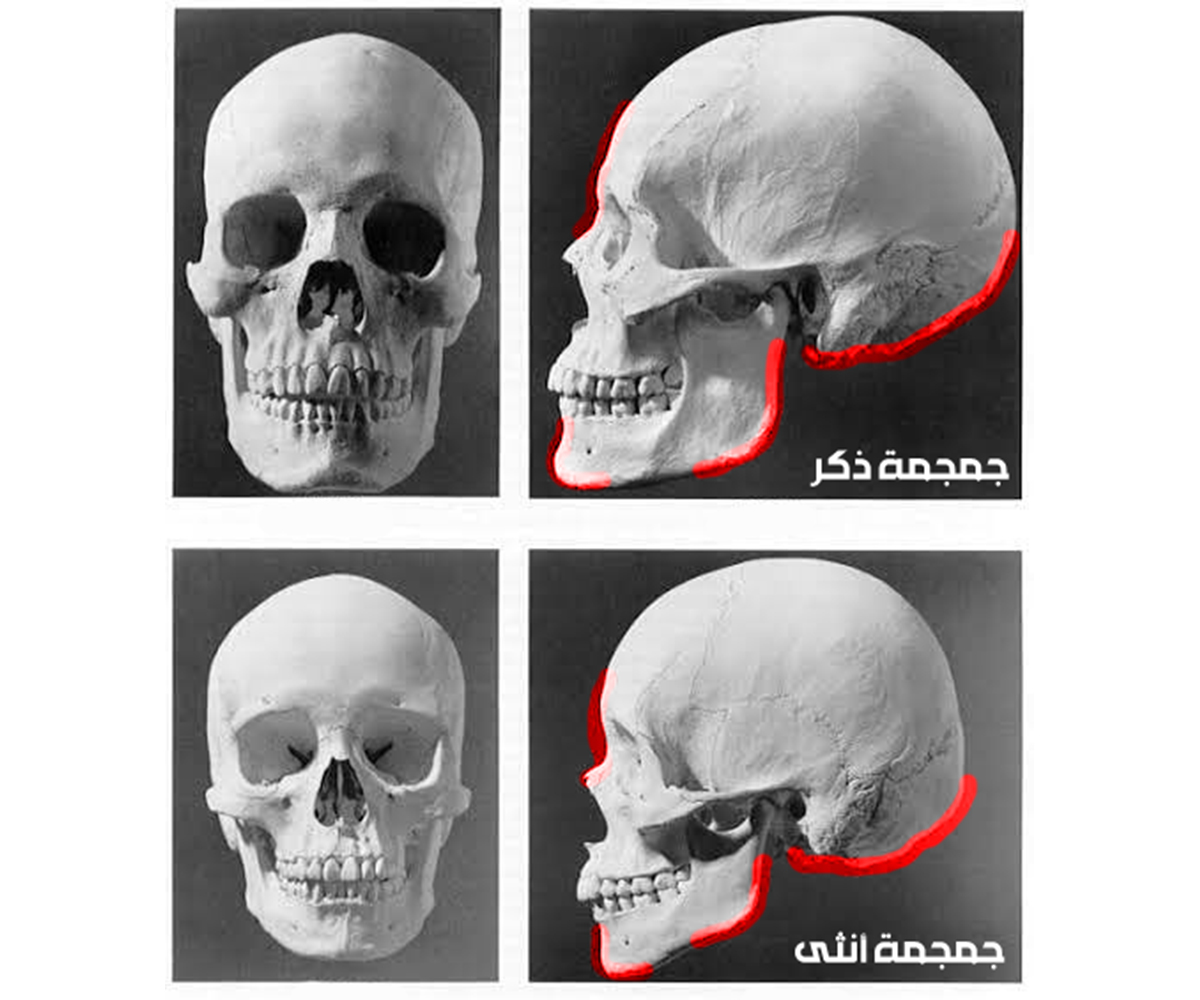 Строение черепа мужчины и женщины